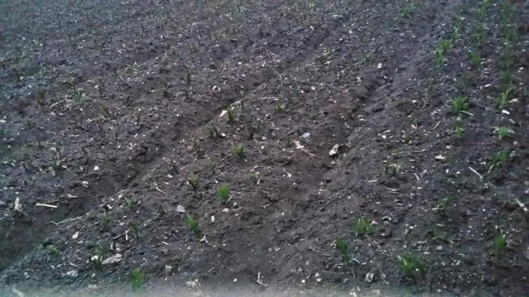 4一顆顆破土而出的中藥幼苗，為龍泉寺村帶來了新希望.jpg