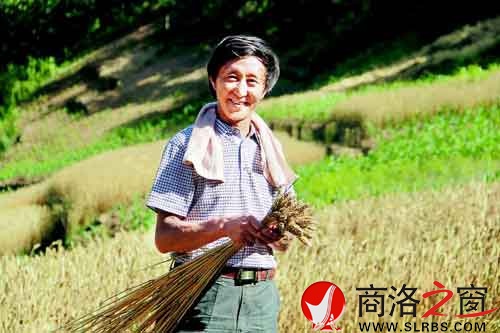 施慶壽來給親戚幫忙，他把麥穗編好后，用來捆麥子。