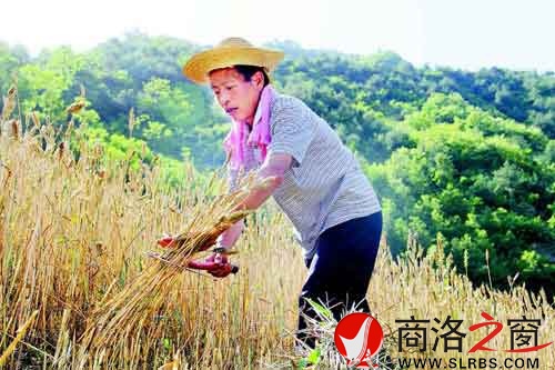 下午兩點多，一天中最熱的時候，趙順堂頂著太陽在地里割麥子。